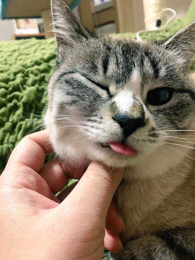 猫 パパの膝 拒否の声 鳴き声 