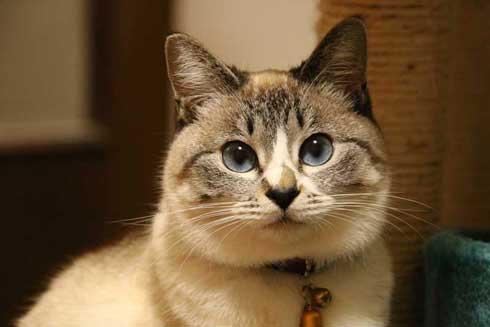 猫 パパの膝 拒否の声 鳴き声 