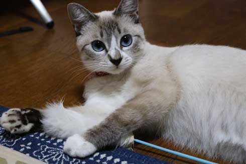 猫 パパの膝 拒否の声 鳴き声 