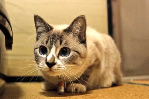 猫 パパの膝 拒否の声 鳴き声 