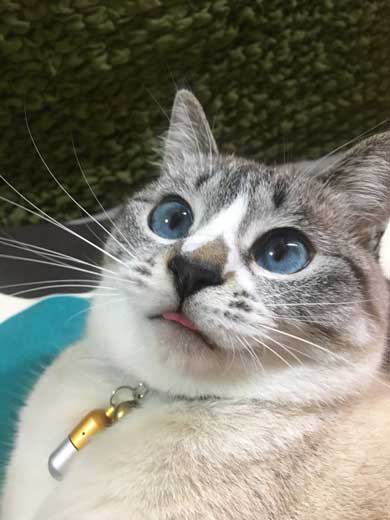 猫 パパの膝 拒否の声 鳴き声 