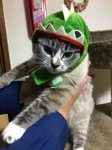 猫 パパの膝 拒否の声 鳴き声 