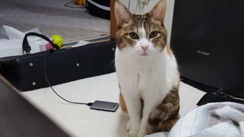 猫 寝る瞬間 動画 幕末志士