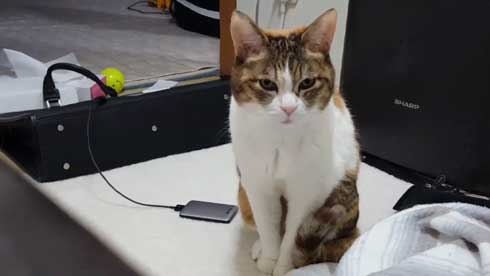 猫 寝る瞬間 動画 幕末志士