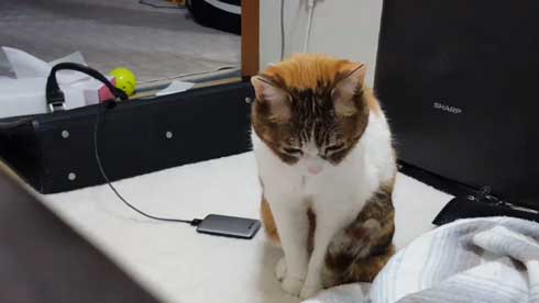 猫 寝る瞬間 動画 幕末志士