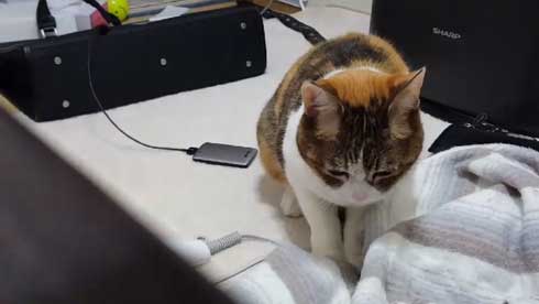 猫 寝る瞬間 動画 幕末志士