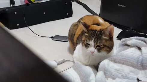 猫 寝る瞬間 動画 幕末志士