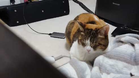 猫 寝る瞬間 動画 幕末志士