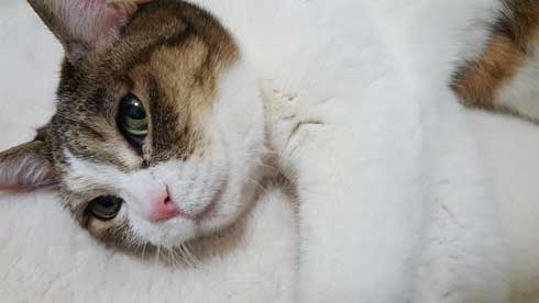 猫 寝る瞬間 動画 幕末志士