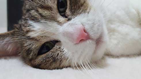 猫 寝る瞬間 動画 幕末志士