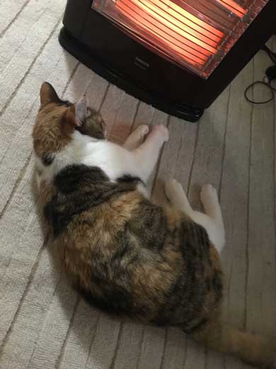 猫 寝る瞬間 動画 幕末志士