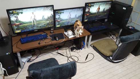 猫 寝る瞬間 動画 幕末志士