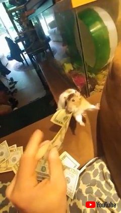 Pet Rat Steals Money From Owner