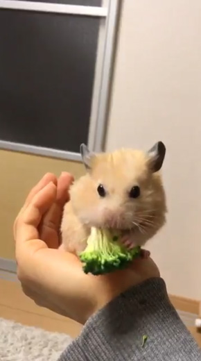 ブロッコリー 食べる ヘタクソ 選手権 ハムスター
