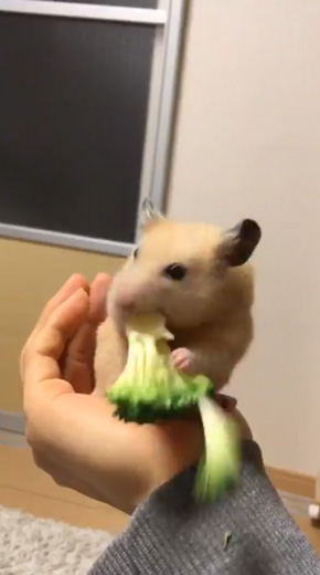 ブロッコリー 食べる ヘタクソ 選手権 ハムスター
