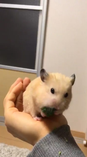 ブロッコリー 食べる ヘタクソ 選手権 ハムスター