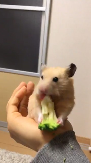 ブロッコリー 食べる ヘタクソ 選手権 ハムスター