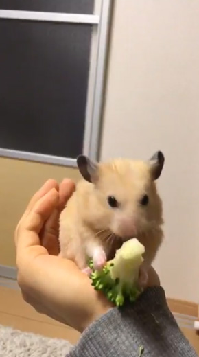 ブロッコリー 食べる ヘタクソ 選手権 ハムスター