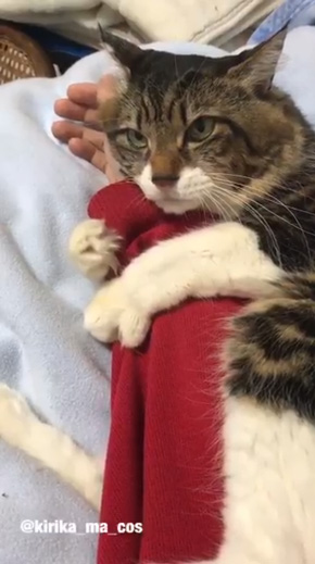 猫 腕 抱きつく 取り上げられた 鳴き声 ハグ ヤマダ