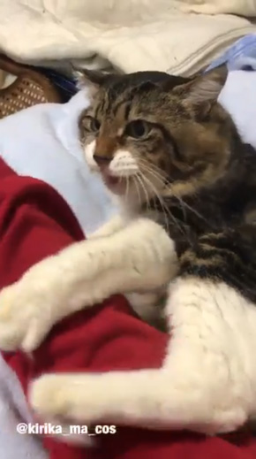 猫 腕 抱きつく 取り上げられた 鳴き声 ハグ ヤマダ