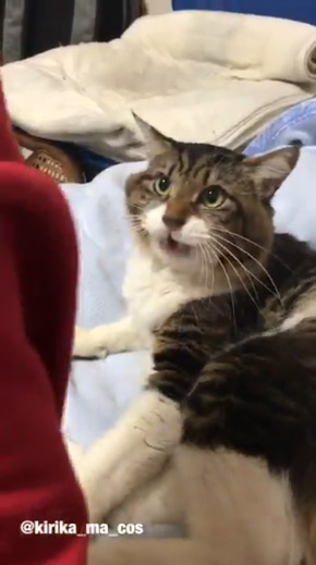 猫 腕 抱きつく 取り上げられた 鳴き声 ハグ ヤマダ