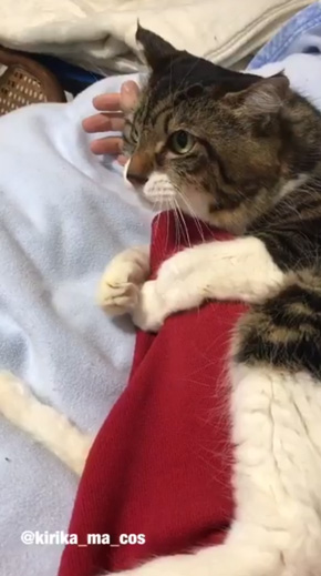 猫 腕 抱きつく 取り上げられた 鳴き声 ハグ ヤマダ
