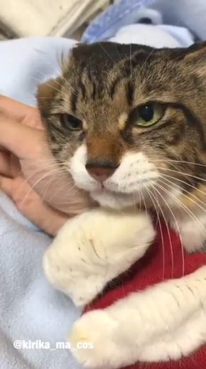 猫 腕 抱きつく 取り上げられた 鳴き声 ハグ ヤマダ
