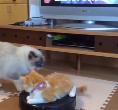ルンバ名人の猫ちゃん