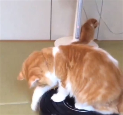 ルンバ名人の猫ちゃん