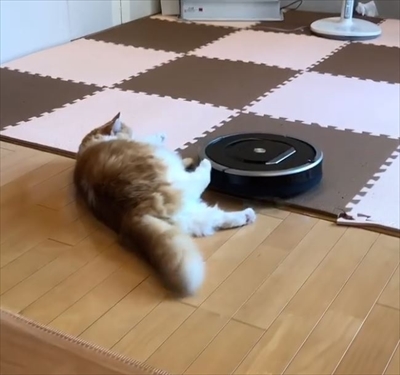 ルンバ名人の猫ちゃん
