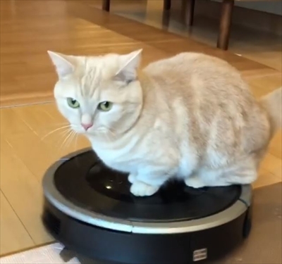 ルンバ名人の猫ちゃん