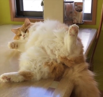 ルンバ名人の猫ちゃん