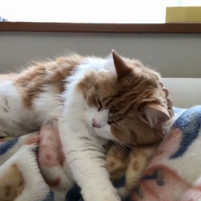 ルンバ名人の猫ちゃん