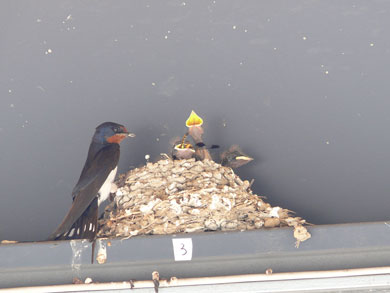 ツバメの巣の様子
