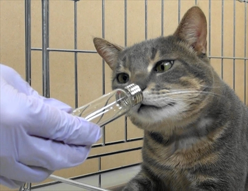 岩手大学　ネコの縄張り行動