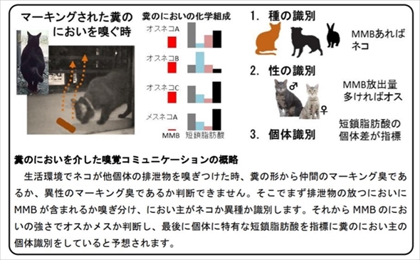 岩手大学　ネコの縄張り行動