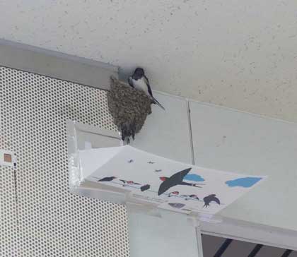 京王 駅 ツバメの巣 フン受け板 設置