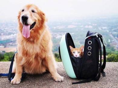 マオさんハニーくん