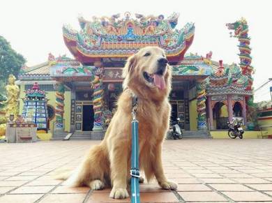 マオさんハニーくん