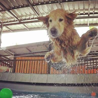 マオさんハニーくん