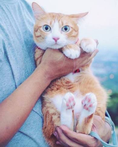 マオさんハニーくん