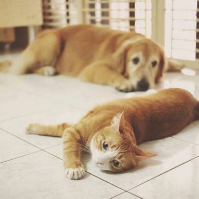 マオさんハニーくん