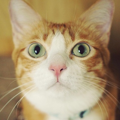 マオさんハニーくん