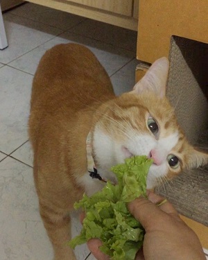 マオさんハニーくん