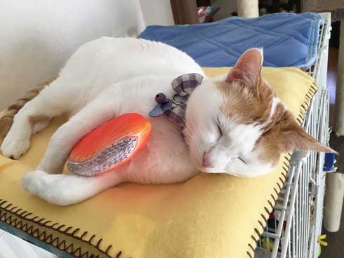 鮭 抱きしめ 猫 寝る ぬいぐるみ