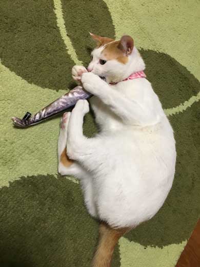 鮭 抱きしめ 猫 寝る ぬいぐるみ