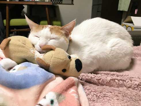 鮭 抱きしめ 猫 寝る ぬいぐるみ