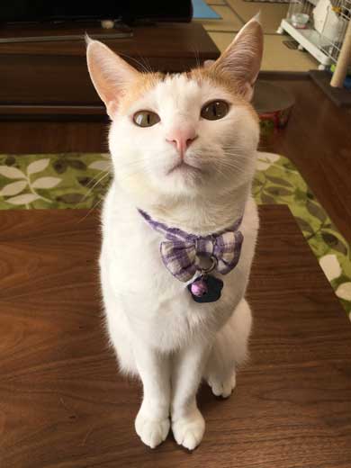 鮭 抱きしめ 猫 寝る ぬいぐるみ