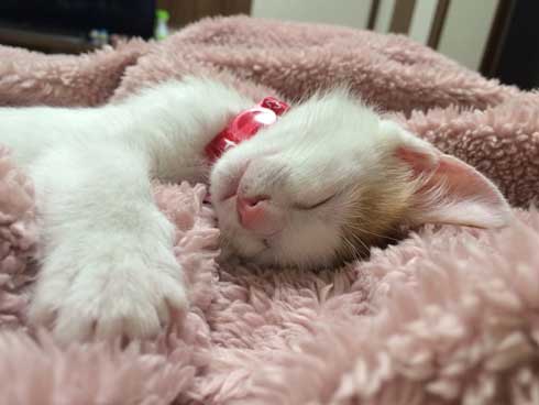 鮭 抱きしめ 猫 寝る ぬいぐるみ