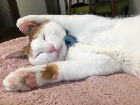 鮭 抱きしめ 猫 寝る ぬいぐるみ